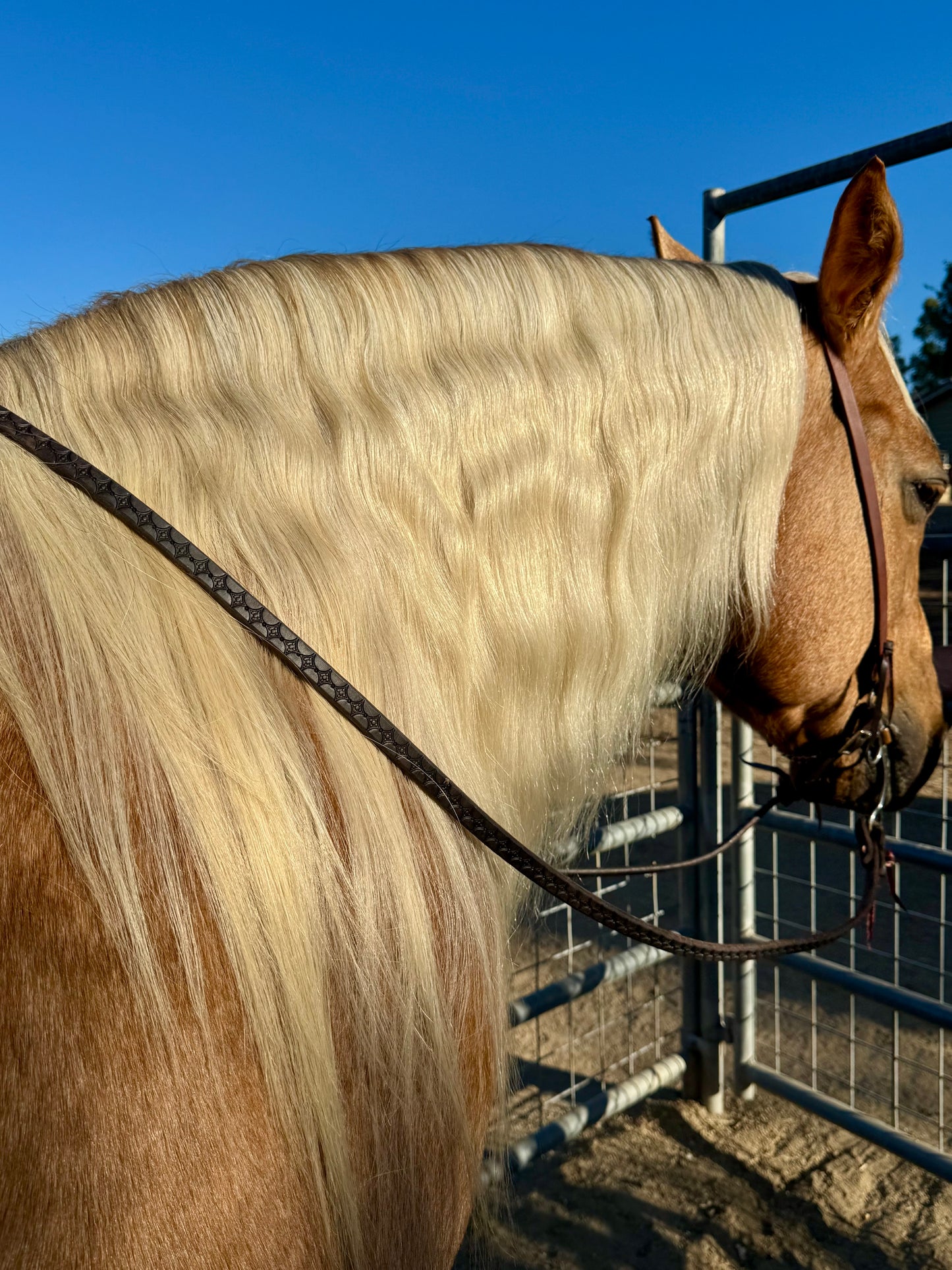 DESIGN-YOUR-OWN-CUSTOM: 8ft Tooled 5/8” Reins